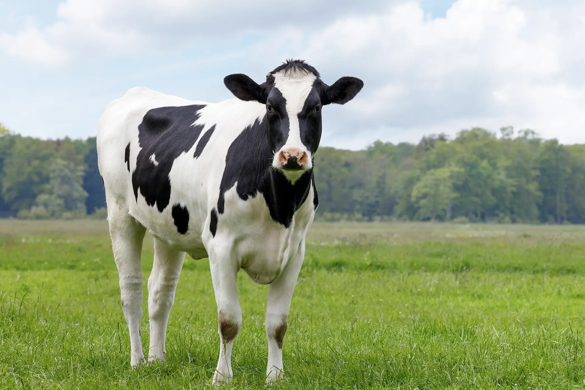 Nutrition animale - ManuChem